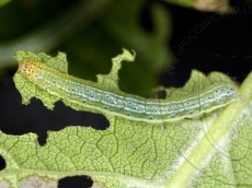 Orthosia gothica_гусеница IV_доросшая